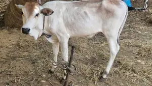 பசுக்கன்று