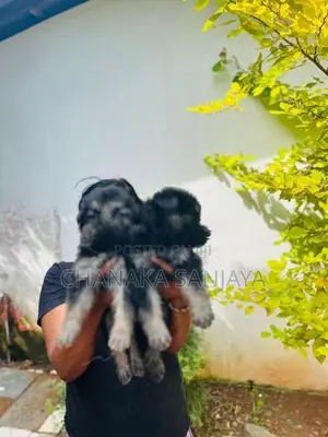 German Shepherd Puppies