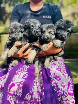 German Shepherd Puppies