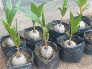 රන්තැඹිලි පැළ