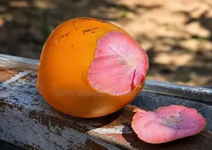 රන්තැඹිලි පැළ