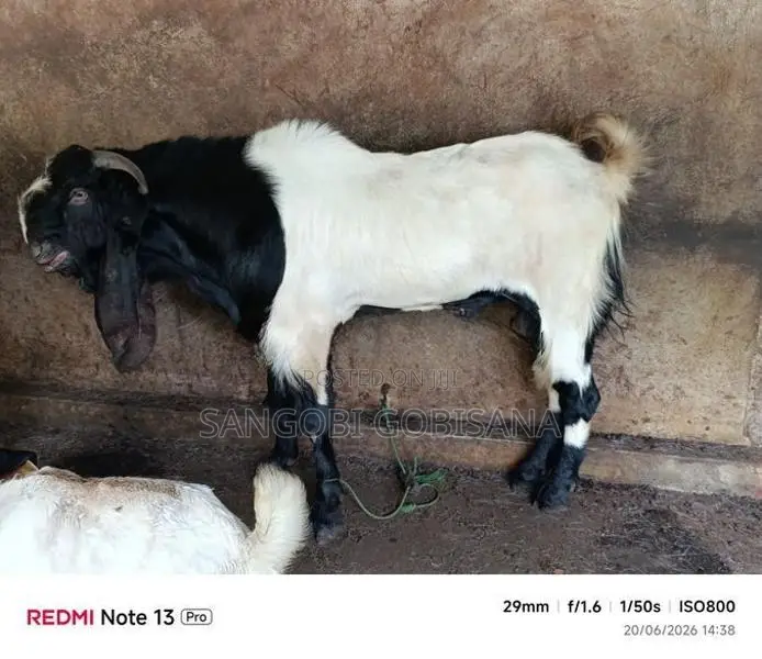 Male Goat