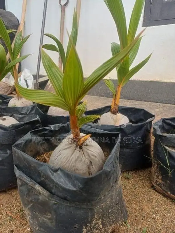 රන්තැඹිලි පැළ