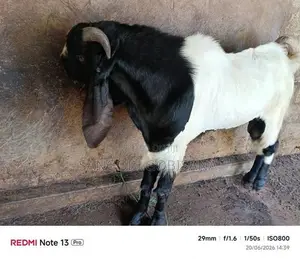 Male Goat
