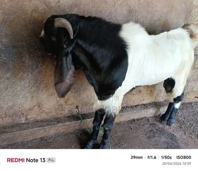 Male Goat