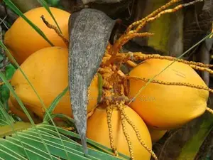 රන්තැඹිලි පැළ