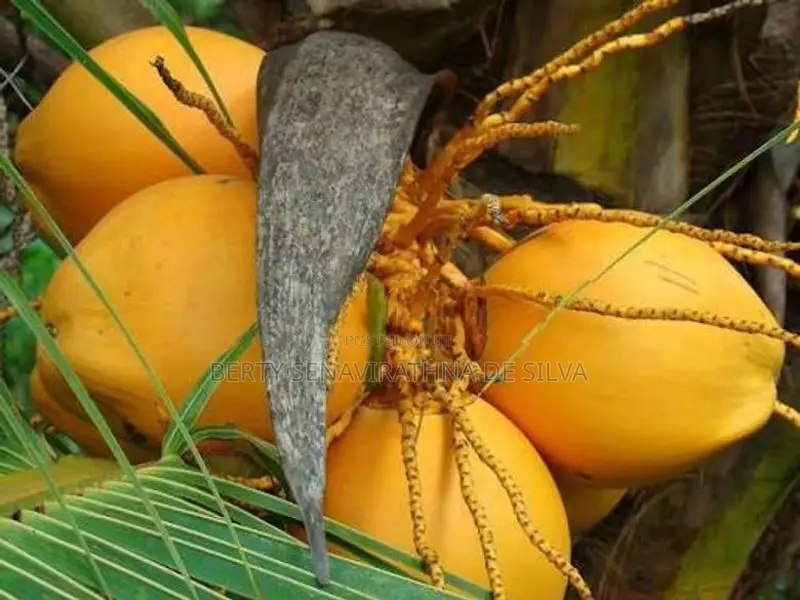 රන්තැඹිලි පැළ