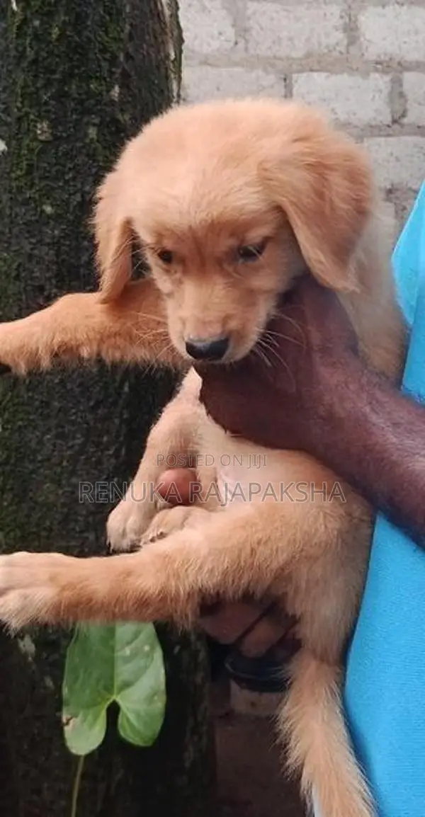 Golden Retriever Puppy