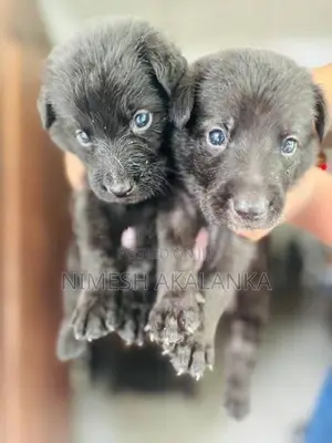 German Shepherd Male Puppies