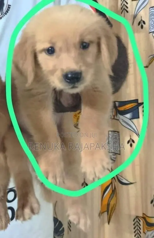 Golden Retriever Puppy