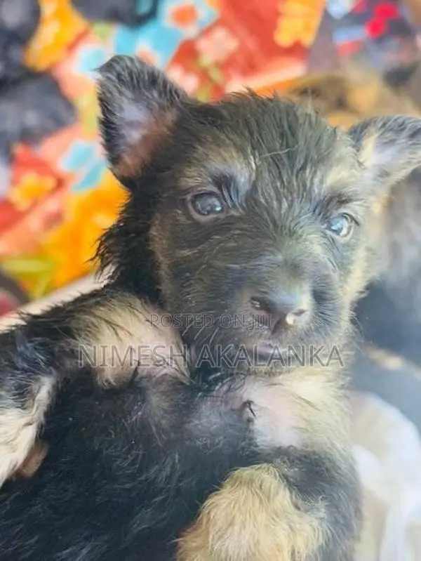 German Shepherd Male Puppies