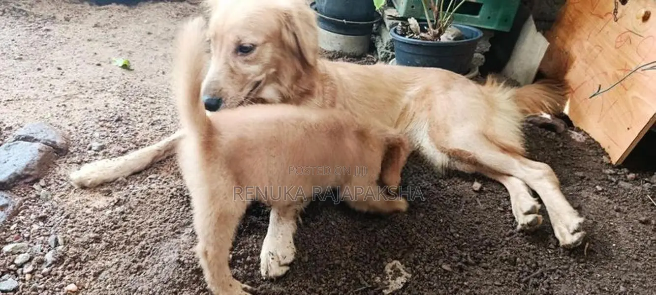 Golden Retriever Puppy
