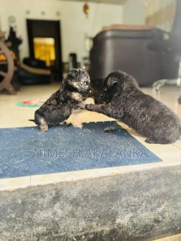 German Shepherd Male Puppies