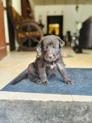 German Shepherd Male Puppies