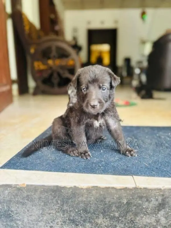 German Shepherd Male Puppies