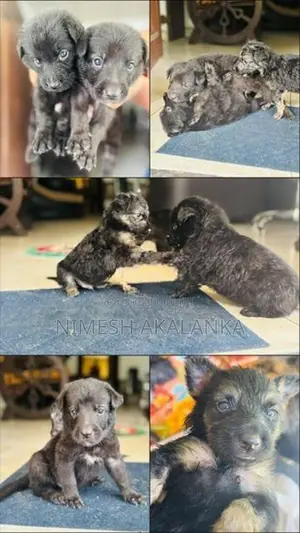 German Shepherd Male Puppies