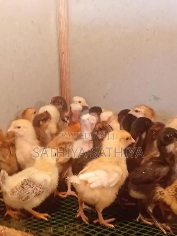 Country Chicken