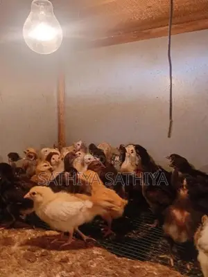 Country Chicken