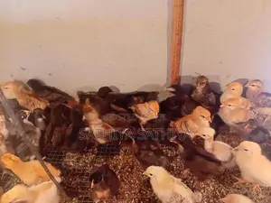 Country Chicken