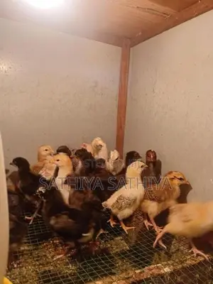 Country Chicken