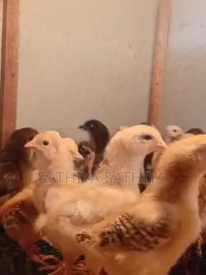 Country Chicken