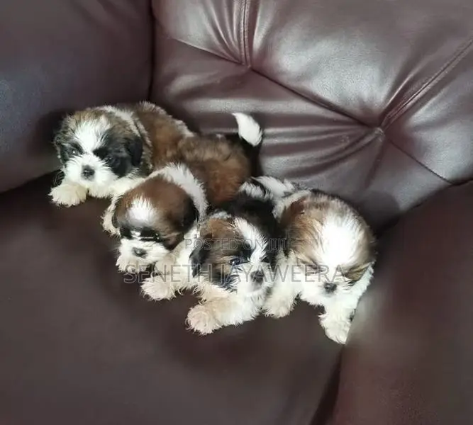 Shih Tzu Puppies