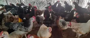 ஊர் கோழி குஞ்சுகள்