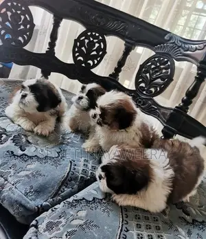 Shih Tzu Puppies