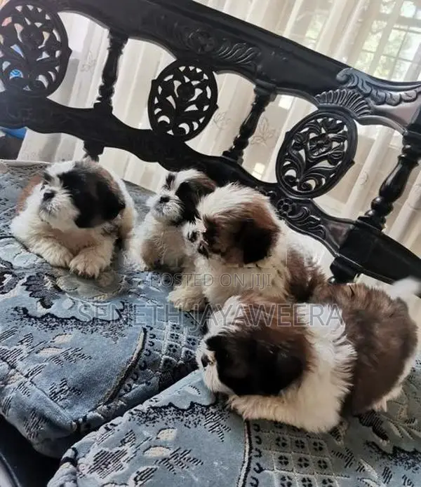 Shih Tzu Puppies