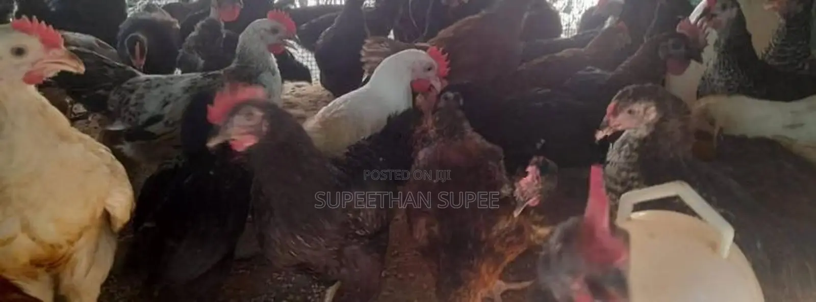 ஊர் கோழி குஞ்சுகள்