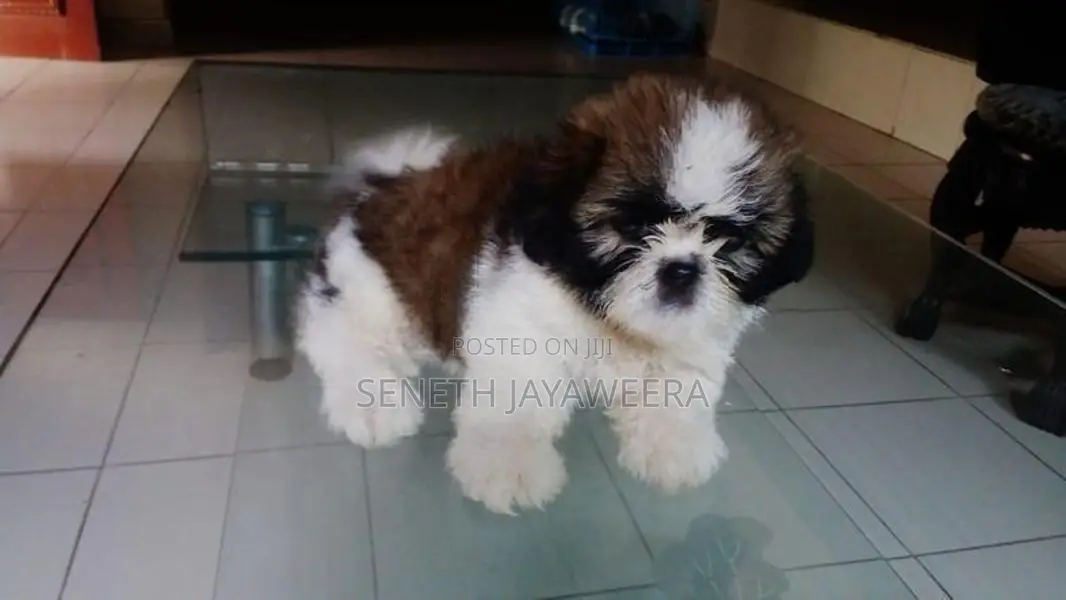 Shih Tzu Puppies