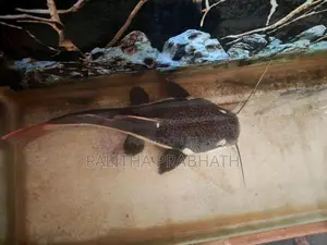Redtail Catfish For sale or Exchange