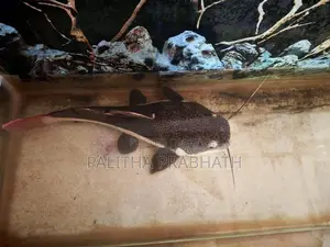 Redtail Catfish For sale or Exchange