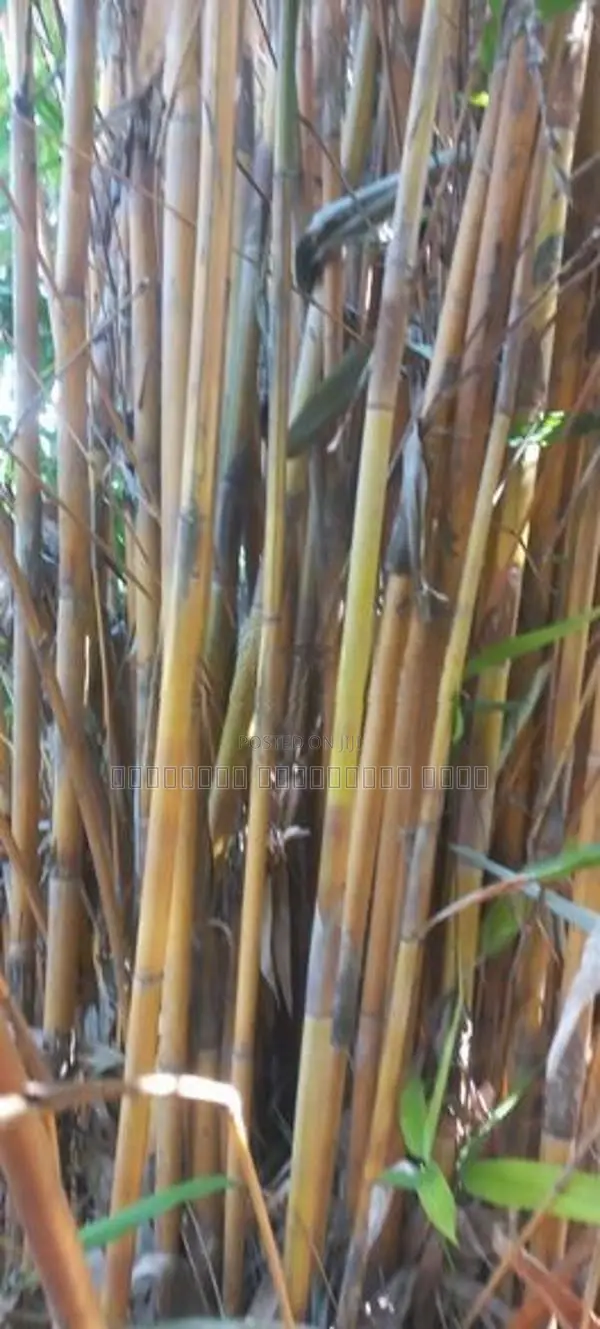 மூங்கில்