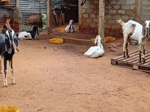 யமுனாபரி ஆடு