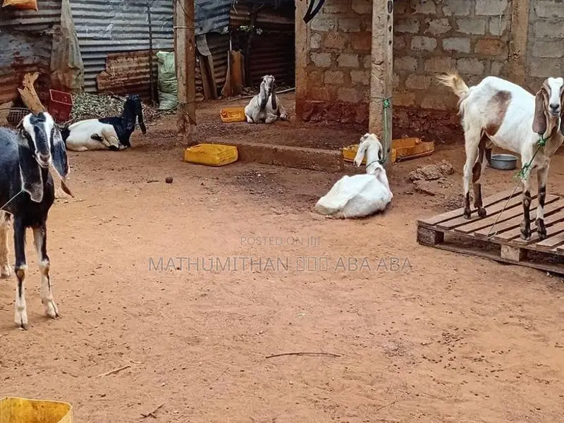 யமுனாபரி ஆடு