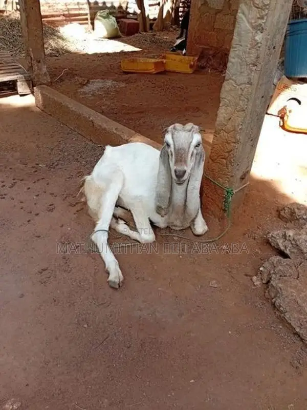 யமுனாபரி ஆடு