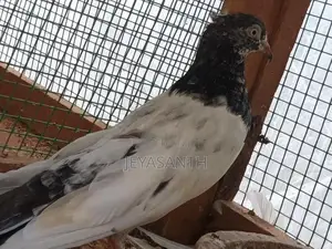 pigeons