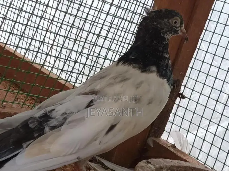 pigeons