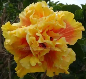 செம்பருத்தை கன்று