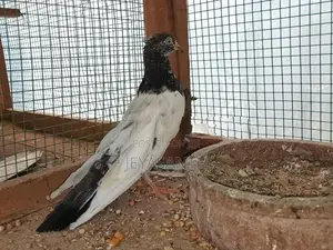 pigeons