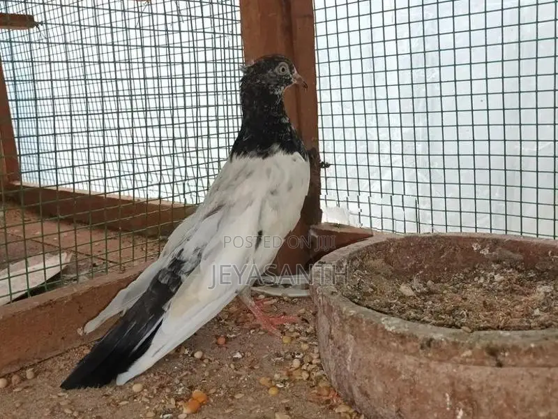 pigeons