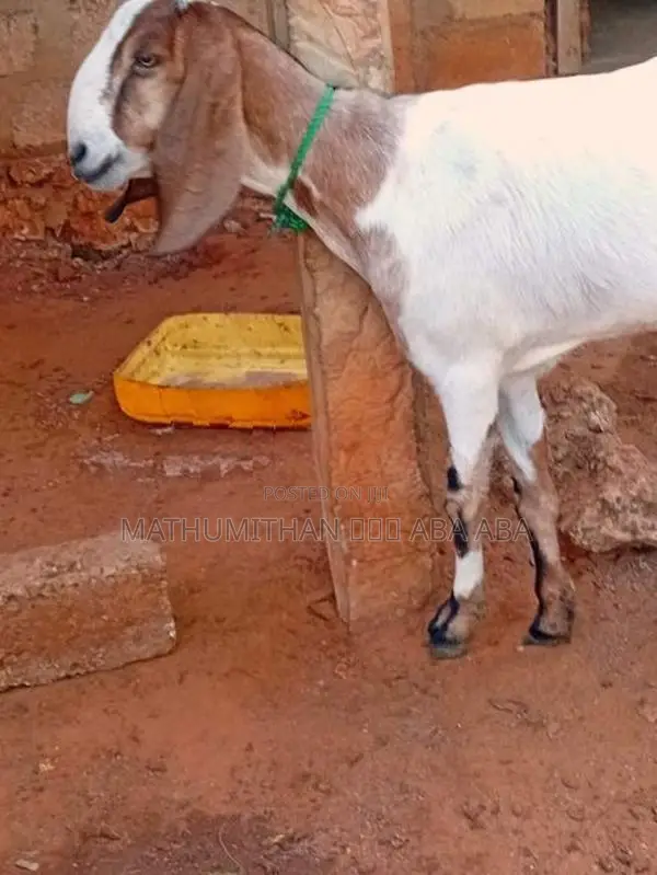 யமுனாபரி ஆடு