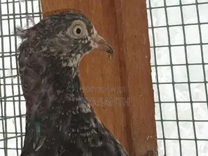 pigeons