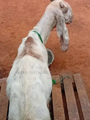 யமுனாபரி ஆடு