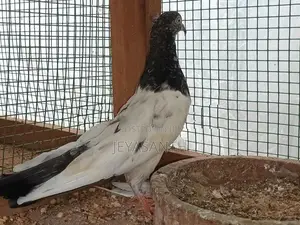 pigeons