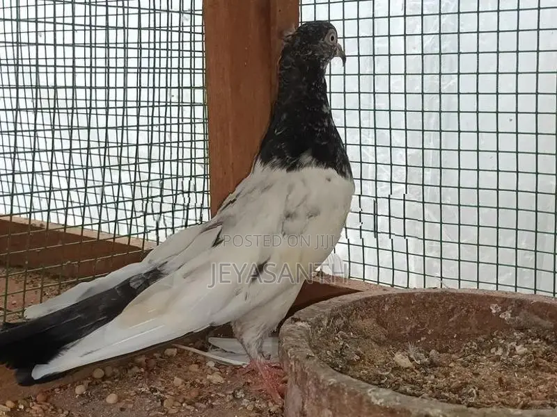 pigeons
