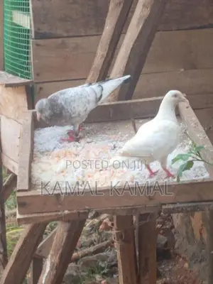 புறா