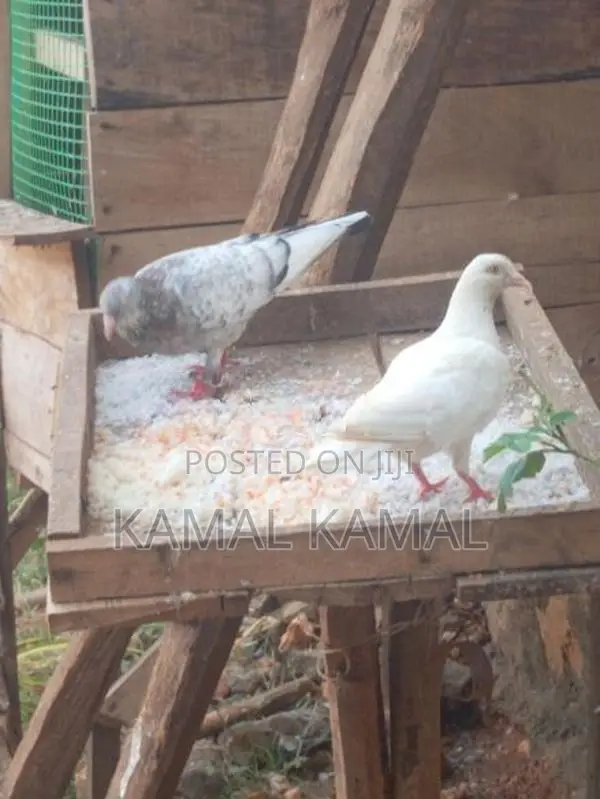 புறா