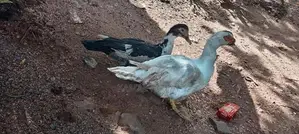 Farm Ducks